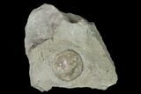 Fossil Edrioasteroid (Carneyella) - Ontario #155906-1